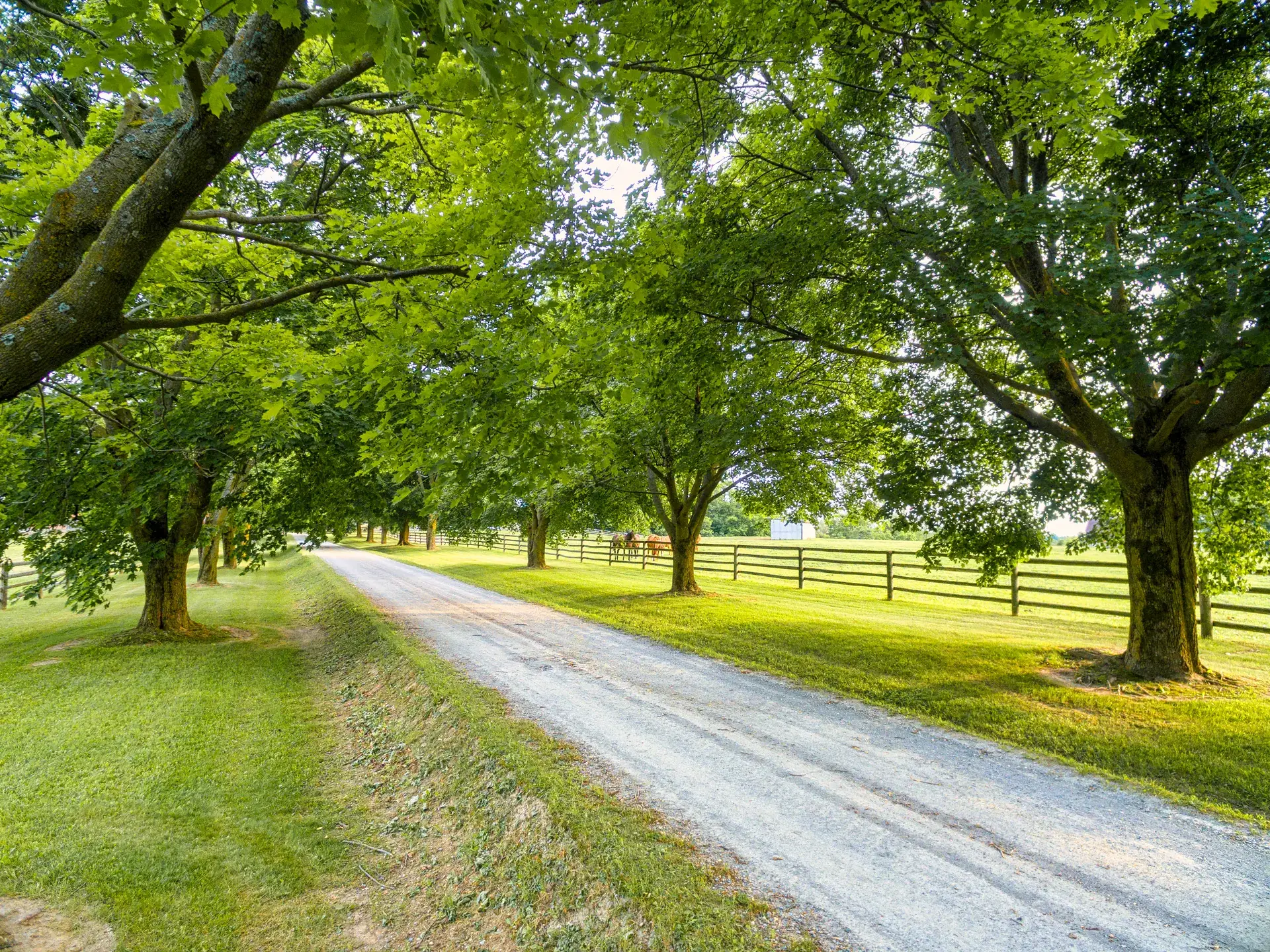 Gravel driveway running between shade trees and a fenced pasture
