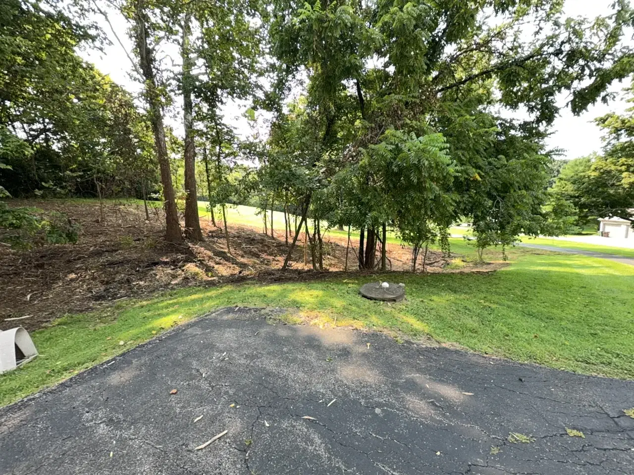 Cleared hillside under mature trees beside a driveway after mulching